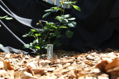 Butson_A_1_From-little-e-Trees-BIG-e-Trees-Grow