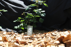 Butson_A_2_From-little-e-Trees-BIG-e-Trees-Grow