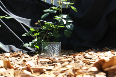 Butson_A_3_From-little-e-Trees-BIG-e-Trees-Grow