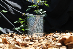Butson_A_4_From-little-e-Trees-BIG-e-Trees-Grow