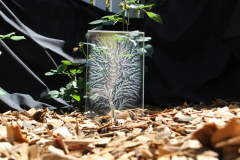Butson_A_5_From-little-e-Trees-BIG-e-Trees-Grow