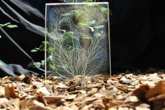 Butson_A_6_From-little-e-Trees-BIG-e-Trees-Grow