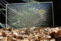 Butson_A_7_From-little-e-Trees-BIG-e-Trees-Grow
