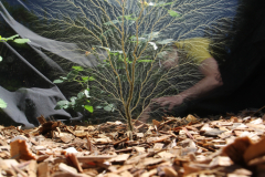 Butson_A_8_From-little-e-Trees-BIG-e-Trees-Grow