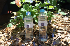 Butson_P_The-Tree-of-Life_-producing-SAFE-Stickers-that-verify-that-water-is-SAFE-to-drink-via-SODIS_SolarUV-indicators